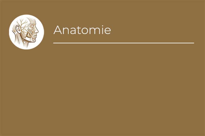 Dissection anatomique du SMAS